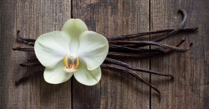 Learning more about vanilla