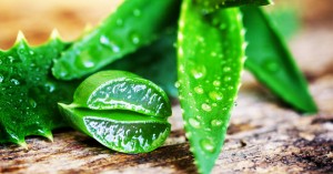aloe-benefits