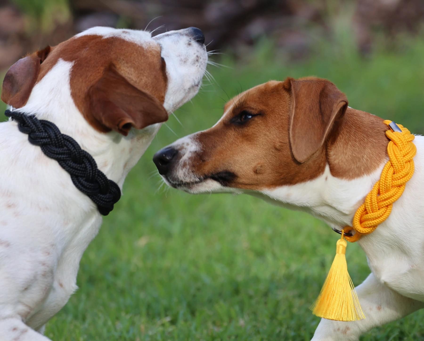 Two rescue dogs with a Senya designer collar