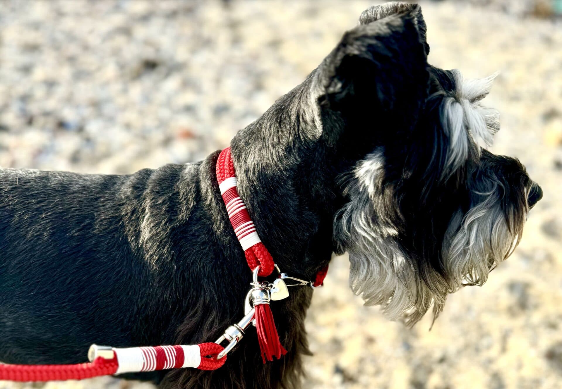 From rescue to runway: Collars that change lives 1