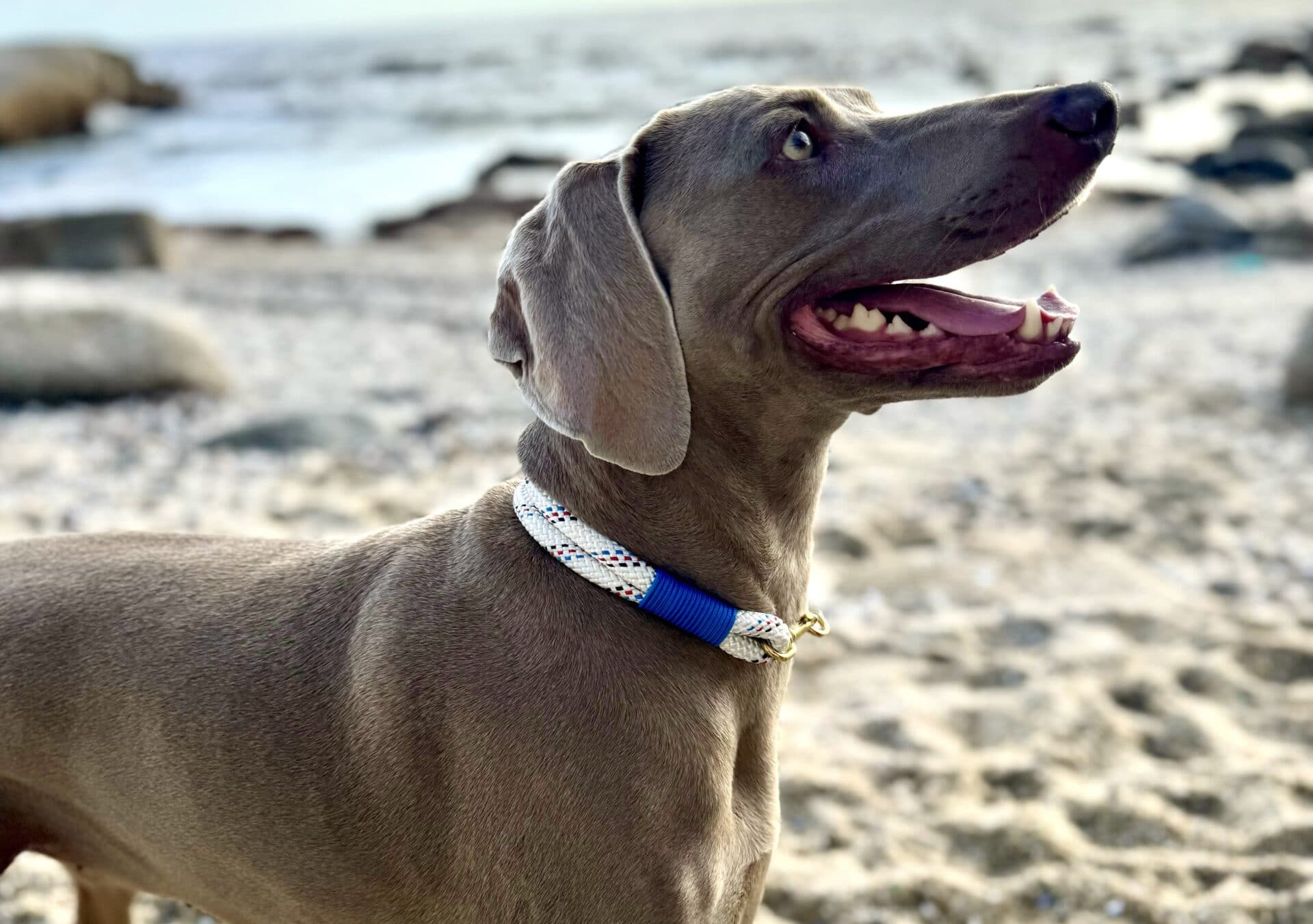 rescue dog with a Senya designer collar